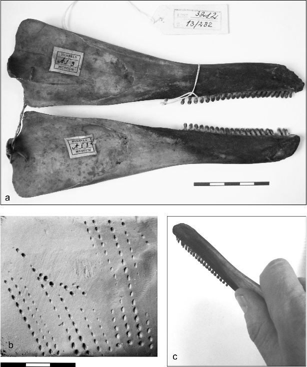 3.&nbsp;att. b) iegūtie zobu iespiedumi; c) žokļa turēšanas veids, veicot iespiedumus. Foto: V. Bērziņš.